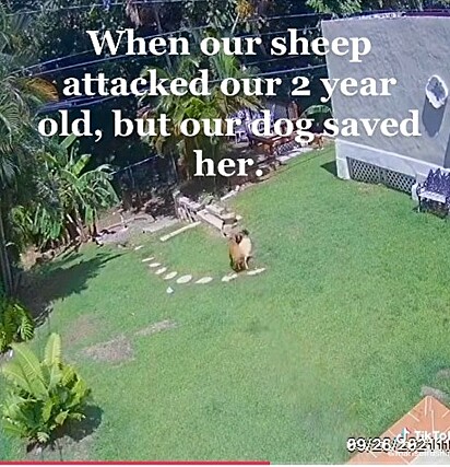 Ovelha foi afuguentada pelo cão.