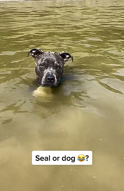 O canino está brincando na água