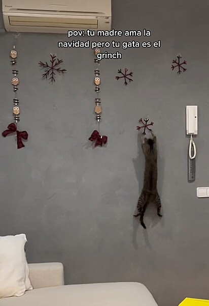 A gatinha pula nas paredes para alcançar a decoração.