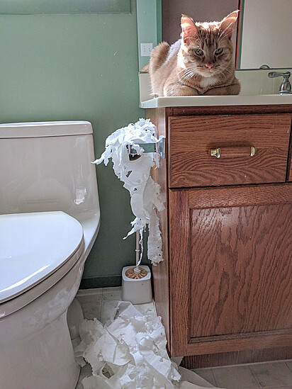 O gato destruiu o rolo de papel higiênico.