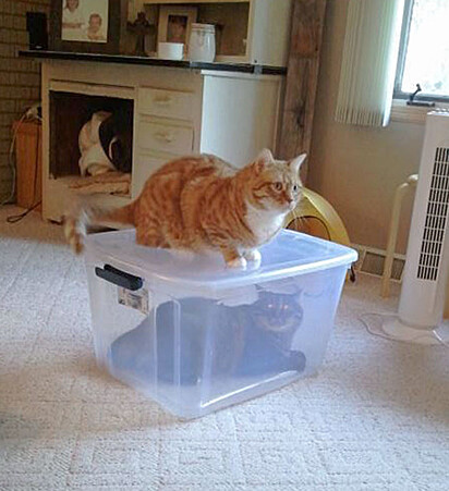 O gato prendeu o irmão felino na caixa organizadora.