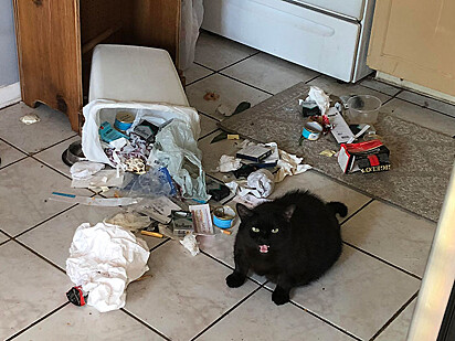 O felino bagunçou o lixo.