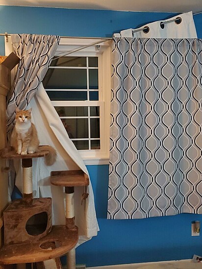 O gatinho destruiu a cortina.