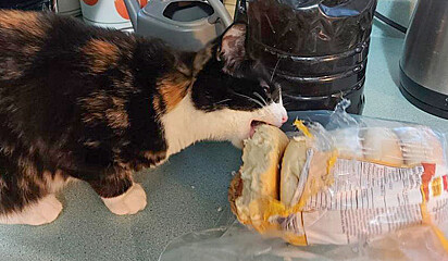 O gato comendo escondido um pacote de pão.