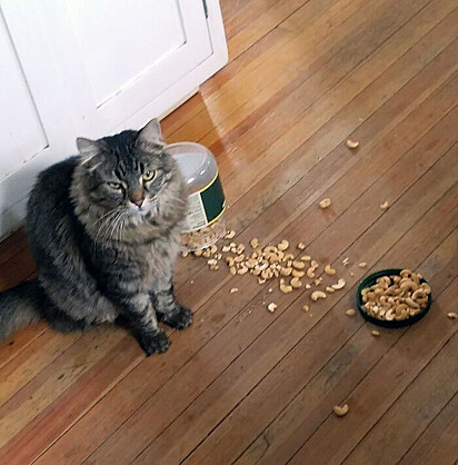 O gato esparramou a comida no chão.