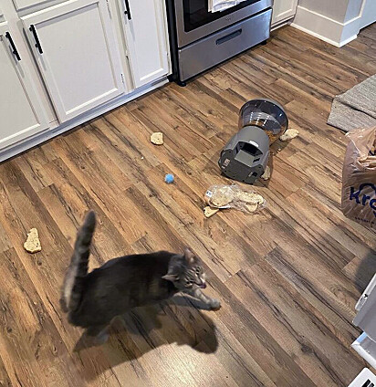 O gato destruiu o saco de pão.