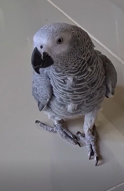Zoey é uma papagaia do congo.