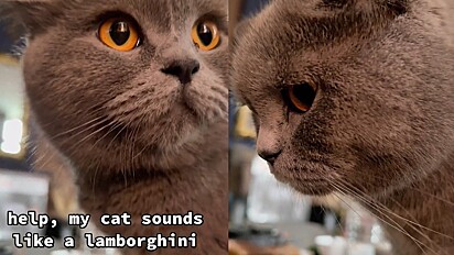 Gato imita som de Lamborghini.