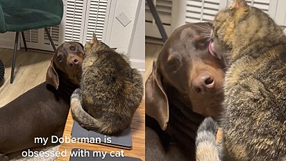 Doberman recebe beijos de gato em vídeo ultra fofo.