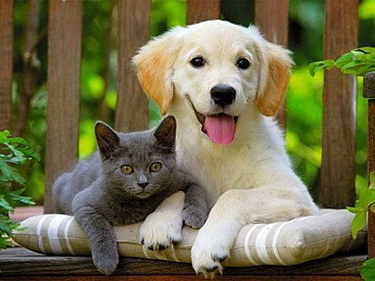 Cachorro e gato filhotes