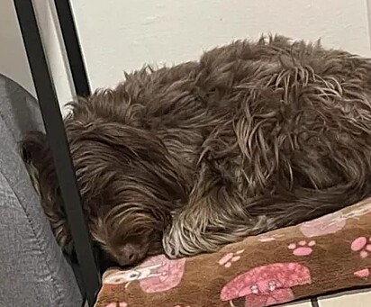 A canina está deitada ao lado da cama de seu grande amigo