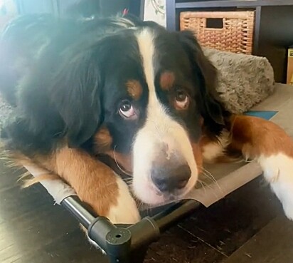 O cão Theodore.