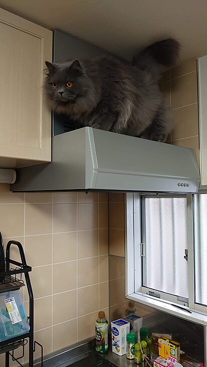 O gato em cima do depurador.