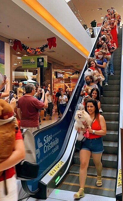 Os pets atraíram olhares de visitantes do shopping.