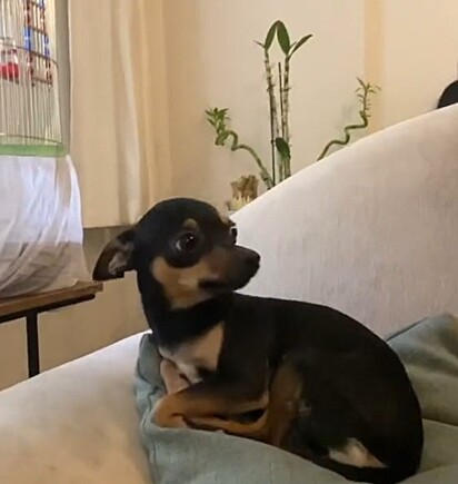 A cachorrinha Lili.