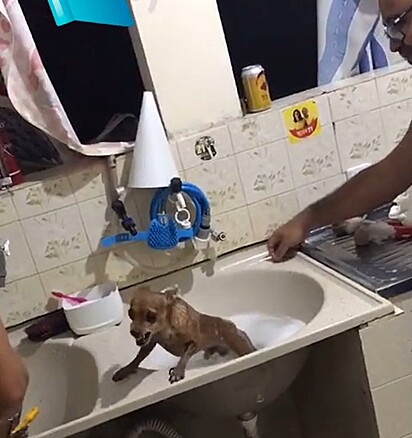 O pet mostrando os dentes para quem está tentando banhá-lo.