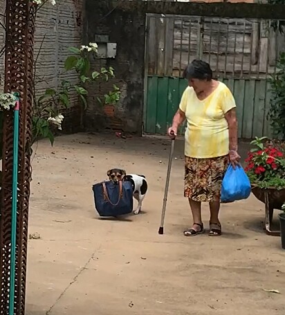 A cachorrinha carregando a bolsa da dona Neuza.