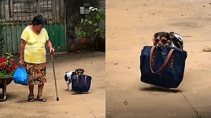 Cachorrinha ajuda idosa ao carregar sua bolsa na boca.