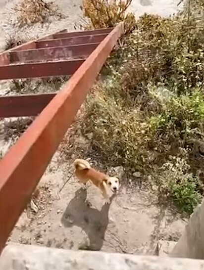 O tutor do pet colocou uma escada para poder descer até o terreno para resgatar o cachorro.