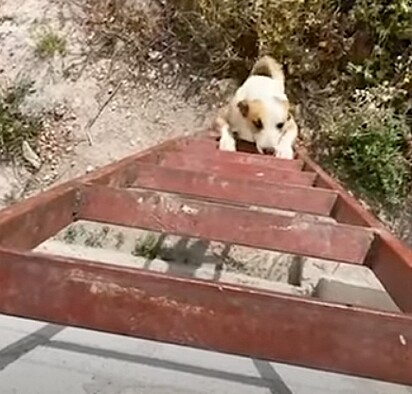 O cão subindo sozinho as escadas.