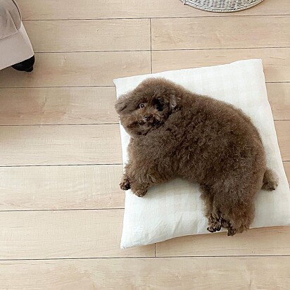 A cachorrinha está deitada em um travesseiro