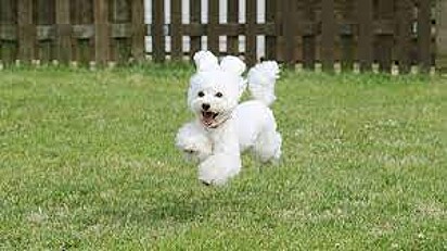 O poodle toy está correndo na grama