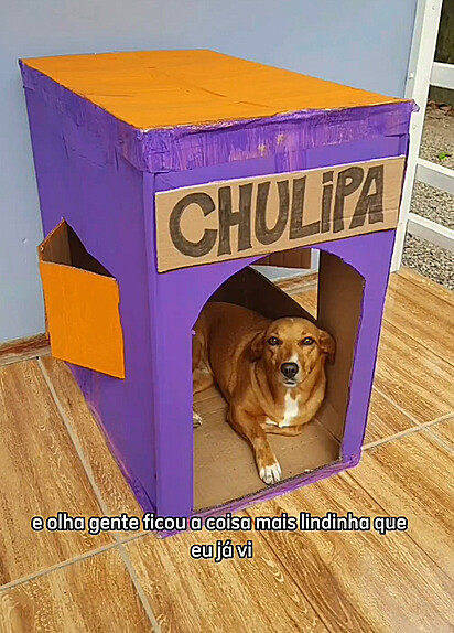 Chulipa está dentro de sua nova casinha pronta