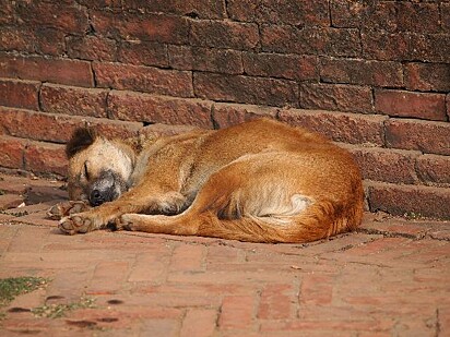 O canino está deitado na rua