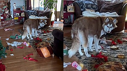 Cão não resiste a tentação e destrói presentes deixados na árvore de Natal.