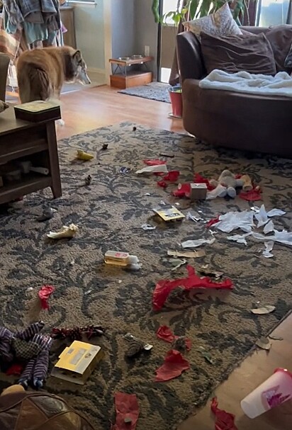 O cão destruiu vários presentes.