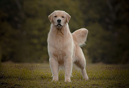 Cão da raça golden
