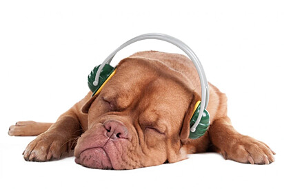 O cão está dormindo enquanto escuta música
