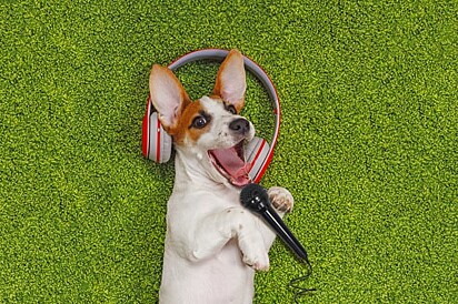 O canino está com um fone de ouvido e um microfone