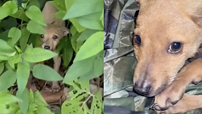 Cachorrinho estava machucado e perdido em floresta quando o voluntário o encontrou.