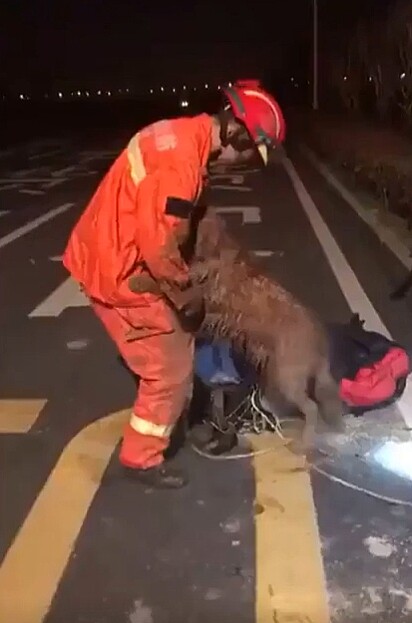 O cão agradecendo o seu salvador.