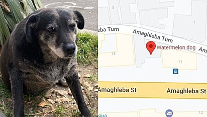Cachorrinha ganhou várias cinco estrelas no Google Maps.