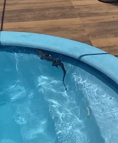 O lagarto invadiu a casa e caiu na piscina.
