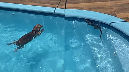 Lagarto invade piscina e cão toma atitude totalmente inesperada.