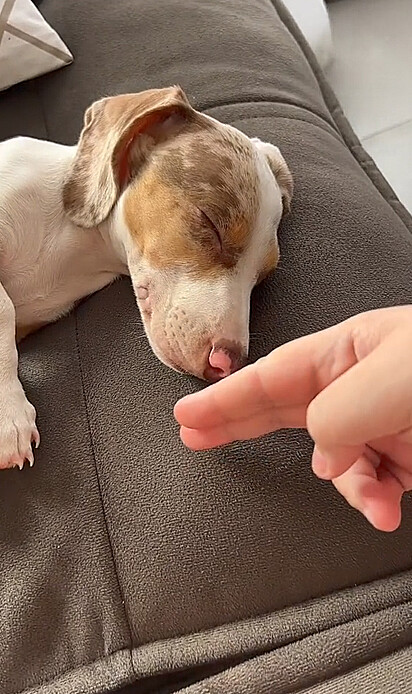 O tutor está colocando seus dedos em frente ao focinho do canino 