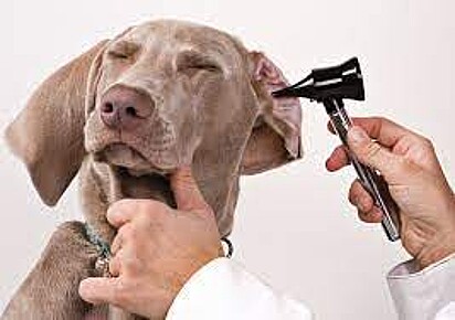 O canino está realizando uma consulta veterinária