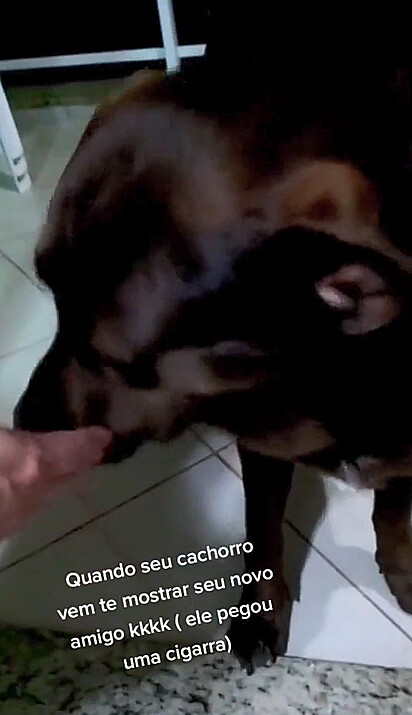 Rafael está tentando fazer o canino abrir a boca