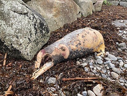 A criatura foi descoberta nas margens do Bearna Pier em Galway, Irlanda.