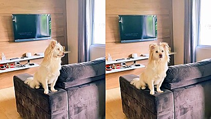 Tutora tem ideia de levar seu cão para socializar em hotelzinho, mas o resultado não sai como o esperado.