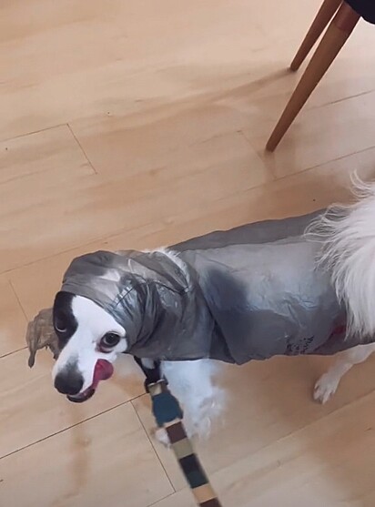 A tutora usou sacola plástica para vestir o cão.
