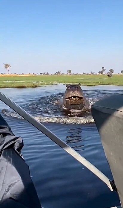 O hipopótamo surpreendeu os turistas ao perseguir a lancha.