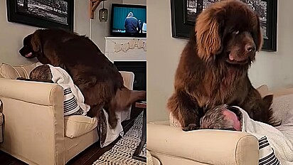 Cão gigante não tem noção do seu tamanho reivindica seu espaço no sofá.