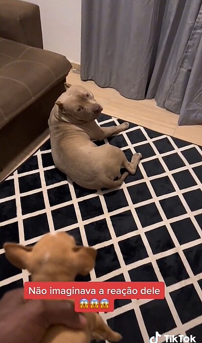O pit bull foi surpreendido pelo dono com a chegada da nova canina na casa.