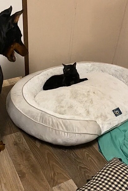 O cão indignado ao ver o gato deitado em sua cama.