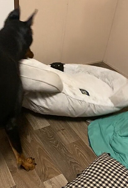Sunny chacoalha a cama na tentativa de tirar o gato dali.