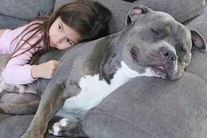 A criança está deitada sobre um cão da raça pitbull